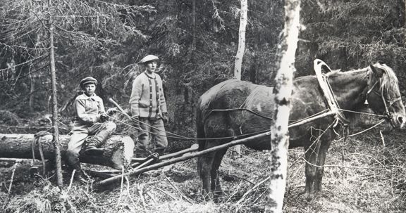 The Finnish economy was leaning heavily on forestry at the start of the century. Sampo was the first insurance company to offer a forest insurance policy.